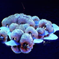 an image of a group of ice sculptures floating in the water