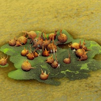 a picture of a bunch of mushrooms on a grassy area